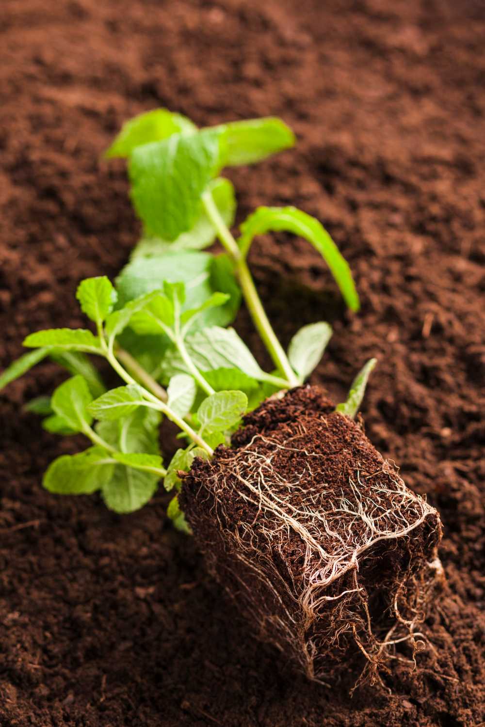 Inter Horizon coco peat facility Sri Lanka